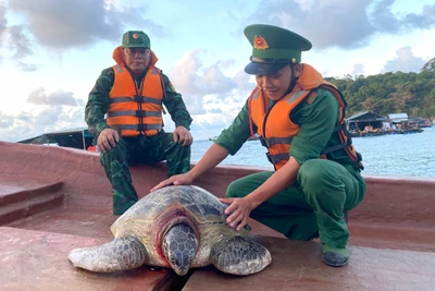 Cán bộ Đồn Biên phòng Thổ Châu đưa rùa ra biển thả về lại đại dương. (Ảnh: Đồn Biên phòng Thổ Châu cung cấp). 
