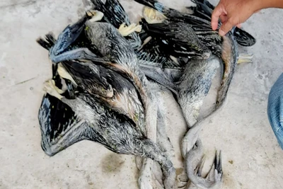 6 cá thể chim cổ rắn là loài thú nguy cấp, quý hiếm thuộc nhóm 1, 1B được quy định trong Sách đỏ Việt Nam.