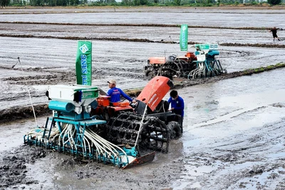 Mô hình thí điểm sản xuất lúa chất lượng cao, phát thải thấp chính thức khởi động ở Kiên Giang.