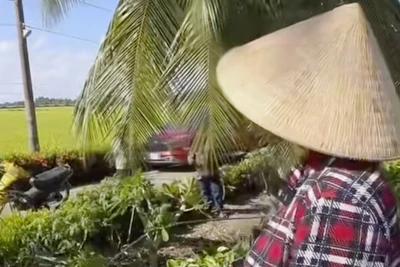 Lấy cây cột cờ sắt để hái dừa, vợ chồng ở Kiên Giang bị điện giật tử vong. 