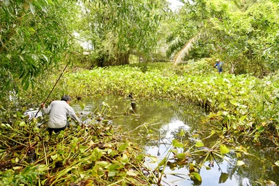 Lực lượng chức năng và người dân vớt lục bình và tiếp tục truy bắt 4 con cá sấu xổng chuồng còn lại. 