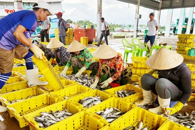 Tốc độ tăng trưởng kinh tế tỉnh Kiên Giang bình quân giai đoạn 2021-2023 ước đạt 5,29%/năm. 