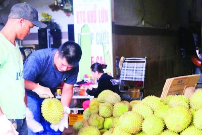 Sản phẩm sầu riêng từ mô hình tiêu chuẩn VietGAP có mẫu mã, chất lượng tốt, được thị trường đón nhận.