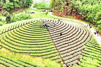 Du lịch nông nghiệp gắn với vùng chè góp phần thu hút du khách đến Thái Nguyên.