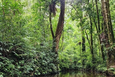 Việt Nam sẽ có 6 vùng trồng tập trung 500 nghìn ha rừng mới. (Ảnh: VGP)