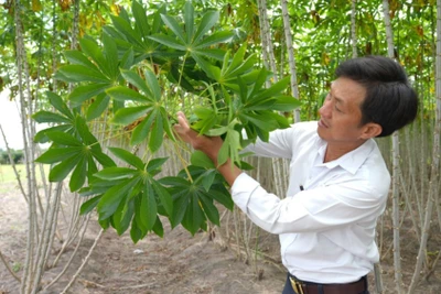 Kiểm tra tình trạng nhiễm bệnh khảm lá trên cây sắn tại huyện Châu Thành, tỉnh Tây Ninh. (Ảnh TTXVN) 