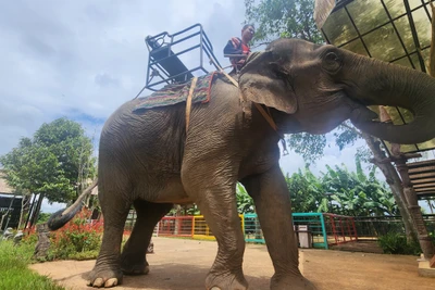 Nỗi lòng của "vua voi" Đàng Năng Long