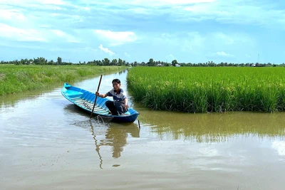 Nông dân xã Trí Lực kiểm tra tôm sú nuôi xen canh trong ruộng lúa trước khi thu hoạch.