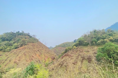 Chiến dịch trồng 30.000 cây xanh tại Hòa Bình nhằm hướng tới mục tiêu phục hồi 50 ha rừng tự nhiên tại địa phương này. (Ảnh: PanNature)