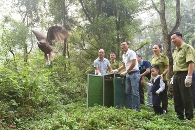 Vườn Quốc gia Tam Đảo đã phối hợp với Trung tâm Cứu hộ Động vật Hoang dã Hà Nội tổ chức tái thả một số loài chim hoang dã tại địa phận vườn quốc gia. (Ảnh: VGQ Tam Đảo)