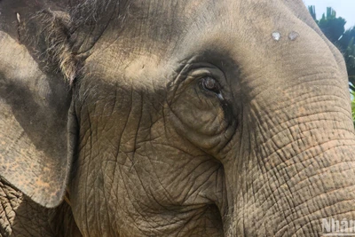 Những con voi có số phận bi thảm nhất Tây Nguyên 