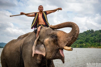 Gặp người tặng Banang cho Thủ Lệ, nghe chuyện săn voi giữa đại ngàn