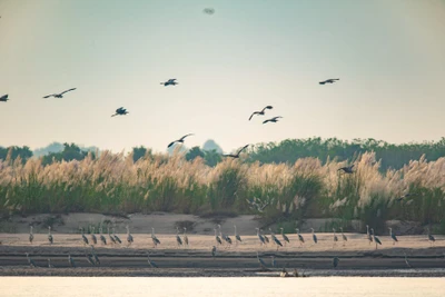 [Ảnh] Bãi giữa sông Hồng - vườn chim tự nhiên lớn độc đáo nhất Hà Nội