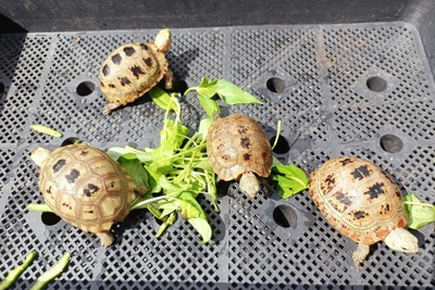 4 cá thể rùa núi vàng bị rao bán trên mạng xã hội Facebook trong một nhóm kín. (Ảnh chụp màn hình)