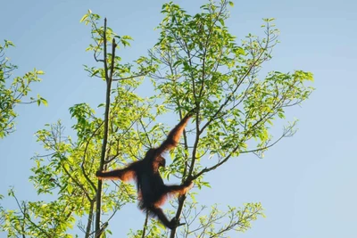 Quy mô trung bình của quần thể động vật hoang dã được giám sát đã giảm thảm khốc đến 73%, chỉ trong vòng 50 năm (từ năm 1970-2020). (Ảnh: Alamy)