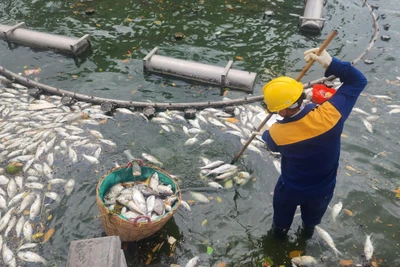 [Ảnh] Cá lại chết hàng loạt tại hồ Tây