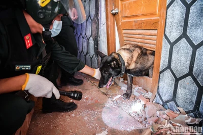 Bin, chú chó nghiệp vụ với 7 năm tuổi đời, 6 năm tuổi quân ngũ đang trở về từ một khe hở sau khi đánh hơi, xác định vị trí nạn nhân bị mắc kẹt tại Myanmar.