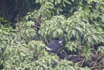 Những hình ảnh đầu tiên do các cán bộ Trung tâm bảo tồn thiên nhiên và phát triển CCD ghi nhận xác thực sự tồn tại của loài voọc quần đùi trắng quý hiếm tại Hà Nội. (Ảnh: CCD)