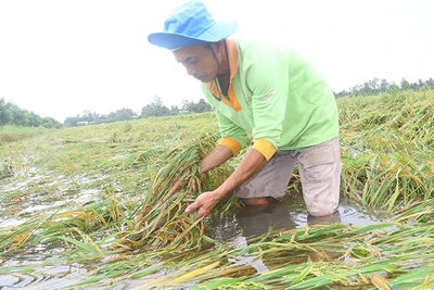 Lúa hè-thu bị đổ ngã do ảnh hưởng mưa, bão.