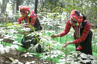 Trồng sâm dưới tán rừng tại bản Sín Chải C, xã Pa Vệ Sủ, huyện Mường Tè, Lai Châu. (Ảnh: TRẦN TUẤN)