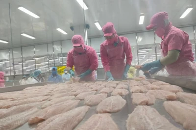 Công nhân chế biến cá tra tại nhà máy của Công ty TNHH Hùng Cá ở Đồng Tháp. (Ảnh: HỮU NGHĨA)