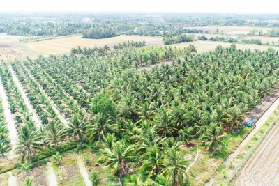 Vườn dừa hữu cơ của Công ty TNHH Trà Vinh Farm, thị trấn Tiểu Cần, huyện Tiểu Cần, tỉnh Trà Vinh.