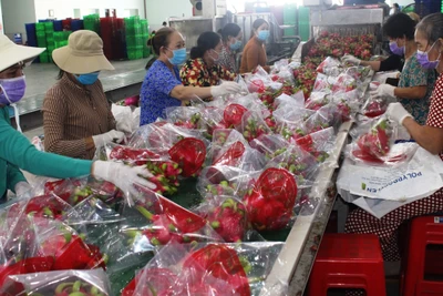 Hợp tác xã Thanh Phú Long (xã Thanh Phú Long, huyện Châu Thành, tỉnh Long An) đóng hàng thanh long xuất khẩu sang Trung Quốc. (Ảnh: PHONG THANH)