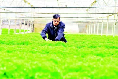 Sản xuất rau thủy canh ở huyện Lạc Dương, tỉnh Lâm Đồng.