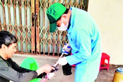 Tiêm vắc-xin phòng bệnh cho gia cầm tại huyện Ứng Hòa