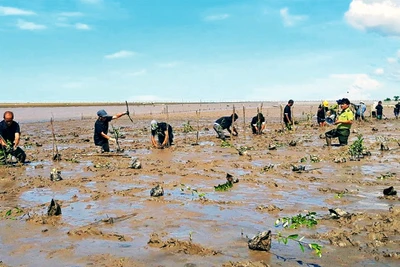 Có hơn 105 ha rừng ngập mặn được trồng và cải tạo mới tại Sóc Trăng.