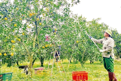 Hà Tĩnh hiện có 680 ha diện tích trồng cam được cấp chứng nhận VietGAP.