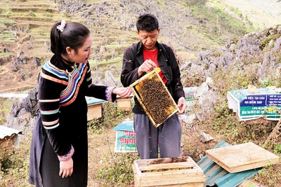 Bà Lưu Thị Hòa, Giám đốc Hợp tác xã Nông lâm nghiệp và Dịch vụ thương mại tổng hợp Pó Mỷ kiểm tra đàn ong mật của các hộ dân.