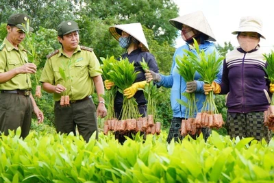 Cán bộ Chi cục Kiểm lâm tỉnh Phú Yên hướng dẫn người dân kiểm tra chất lượng cây giống trước khi trồng rừng. (Ảnh TTXVN)