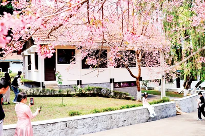 Không gian hoa mai anh đào quyến rũ.