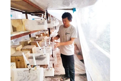 Cơ sở nuôi ong của anh Vù A Các ở thôn Bản Lầu, xã Trịnh Tường, huyện Bát Xát (Lào Cai).