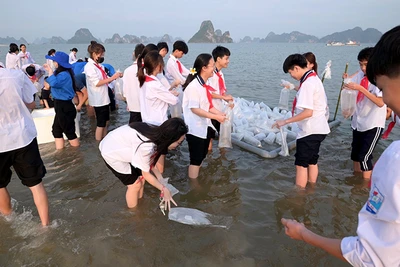 Thả 5 triệu con giống thuỷ sản xuống Vịnh Bắc bộ