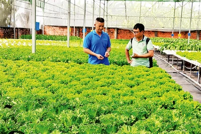 Trồng rau công nghệ cao tại Hợp tác xã nông nghiệp Tuấn Ngọc, thành phố Thủ Ðức.