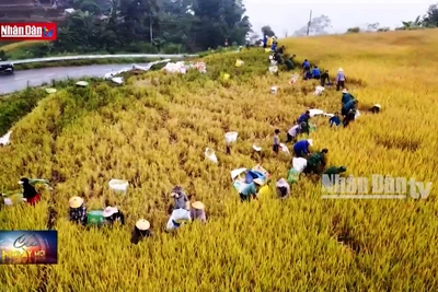 Lai Châu: Bộ đội Biên phòng giúp đỡ người dân biên giới