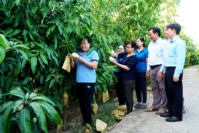 Cù Lao Dung phát triển nông nghiệp chất lượng cao gắn với du lịch.