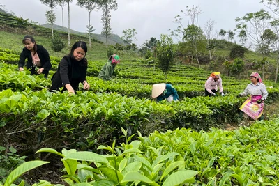 Du khách trải nghiệm hái chè Shan tuyết tại xã Gia Hội, huyện Văn Chấn (Yên Bái).