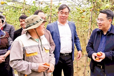 Lãnh đạo Ủy ban nhân dân tỉnh Yên Bái thăm mô hình sản xuất cà chua tại xã Nậm Khắt, huyện Mù Cang Chải.