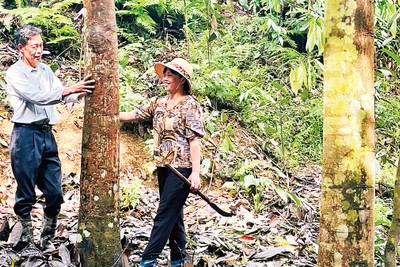 Vợ chồng anh Nguyễn Văn Bách trong rừng quế.