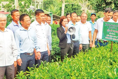 Hợp tác xã Chè Khe Cộc 2 liên kết tiêu thụ sản phẩm với doanh nghiệp để xuất khẩu chè sang Cộng hòa Séc.