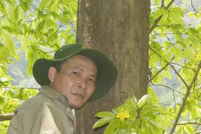 Cây mai cổ thụ có đường kính khoảng 60cm.