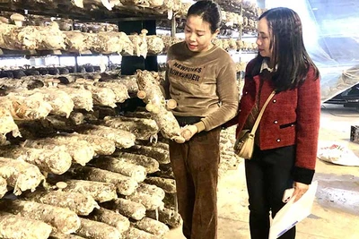 Trồng nấm hữu cơ tại Công ty TNHH Hà Lâm Phong, thị xã Sa Pa, tỉnh Lào Cai.