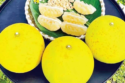 Bưởi Phúc Trạch được mùa, được giá