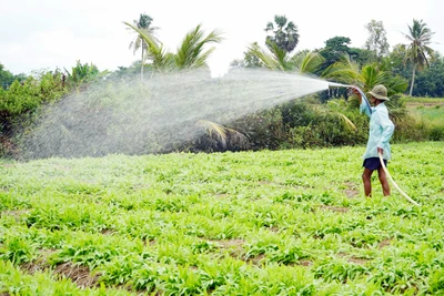 Mô hình trồng rau màu tuần hoàn tại tỉnh Sóc Trăng. (Ảnh PHONG NGUYỄN)