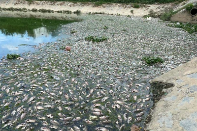 Cá chết nổi trắng kênh Đa Cô.