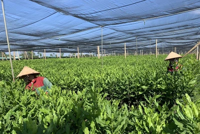  Vườn ươm cung cấp giống mắc-ca chất lượng cao cho thị trường. 