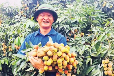 Anh Trần Đức Hanh trong vườn vải thiều sớm của gia đình.